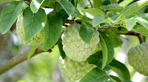 California Cherimoya Cuttings – Unrooted Propagation Plant, Annona cherimola, Tropical Fruit Tree, Sweet Custard Fruit