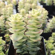 Crassula Perforata Variegata Starter Plant – 2 Fresh Trailing Succulent Cuttings with Variegated Leaves & Red Margins
