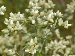 Drought-Tolerant Wildflower Seeds 30mg Pseudognaphalium obtusifolium Sweet Everlasting Native North America