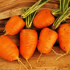 Oxheart Carrot Seeds | Heirloom Non-GMO | Sweet & Crisp | 5-6 Inch Roots | Daucus carota