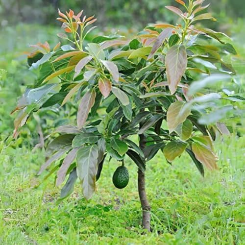 Avocado Tree Live Starter Plant – Marcus Variety, Tropical Big Fruit, 1-2 Feet, Persea americana