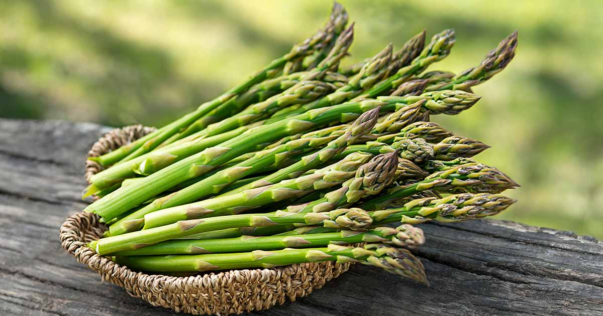 Bare Root Asparagus Plants 2-Year Crowns, High Yield, Easy to Grow, Asparagus officinalis, Green Spear, Perennial Vegetable