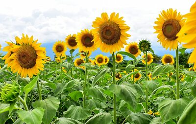 Giant Mammoth Russian "Grey Stripe" Sunflower Seeds – Heirloom, Pollinator Friendly, 10" Flowers, 8-12 ft Tall, USDA Zones 2-11