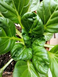 Pak Choi Tatsoi Seeds 500mg Heirloom Brassica rapa for Salads Stir-Fries Soups