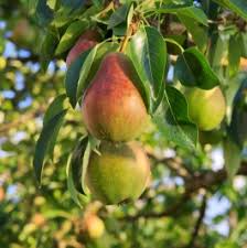 Ayers Pear Tree Bare-Root Starter Plant | Heirloom European Pear | Disease-Resistant Sweet Dessert Fruit | Zones 5-8