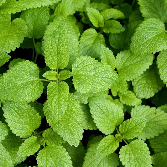 Lemon Balm Seeds, Heirloom Non-GMO, Lemon-Mint Scent, Culinary Herb, Perennial Melissa officinalis, 25-48 Inches Tall