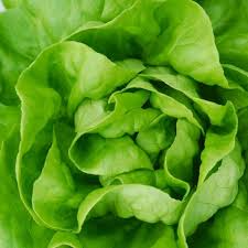 White Boston Buttercrunch Lettuce Seeds – Heirloom, Tender, Heat-Tolerant, Compact, Lactuca sativa