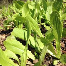 Asparagus Lettuce Seeds 500mg, New Yu Mai Lactuca sativa var. angustana, Asian Green for Salads & Stir-Fries