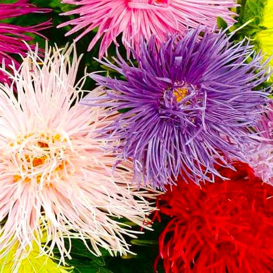 200 Seeds Aster Nova Mix (Needle) - Vibrant Large Flowers, Annual, Non-GMO, Attracts Bees & Butterflies, Easy to Grow