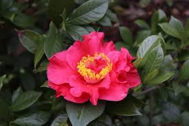 Dr. JC Raulston Camellia Japonica Starter Plant - Rare Red Bloom, Shade-Loving Ornamental Shrub, Live Well-Rooted Plant