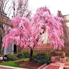 Weeping Cherry Tree Starter Plant 2-3 Ft Tall Prunus subhirtella Live Flowering Tree