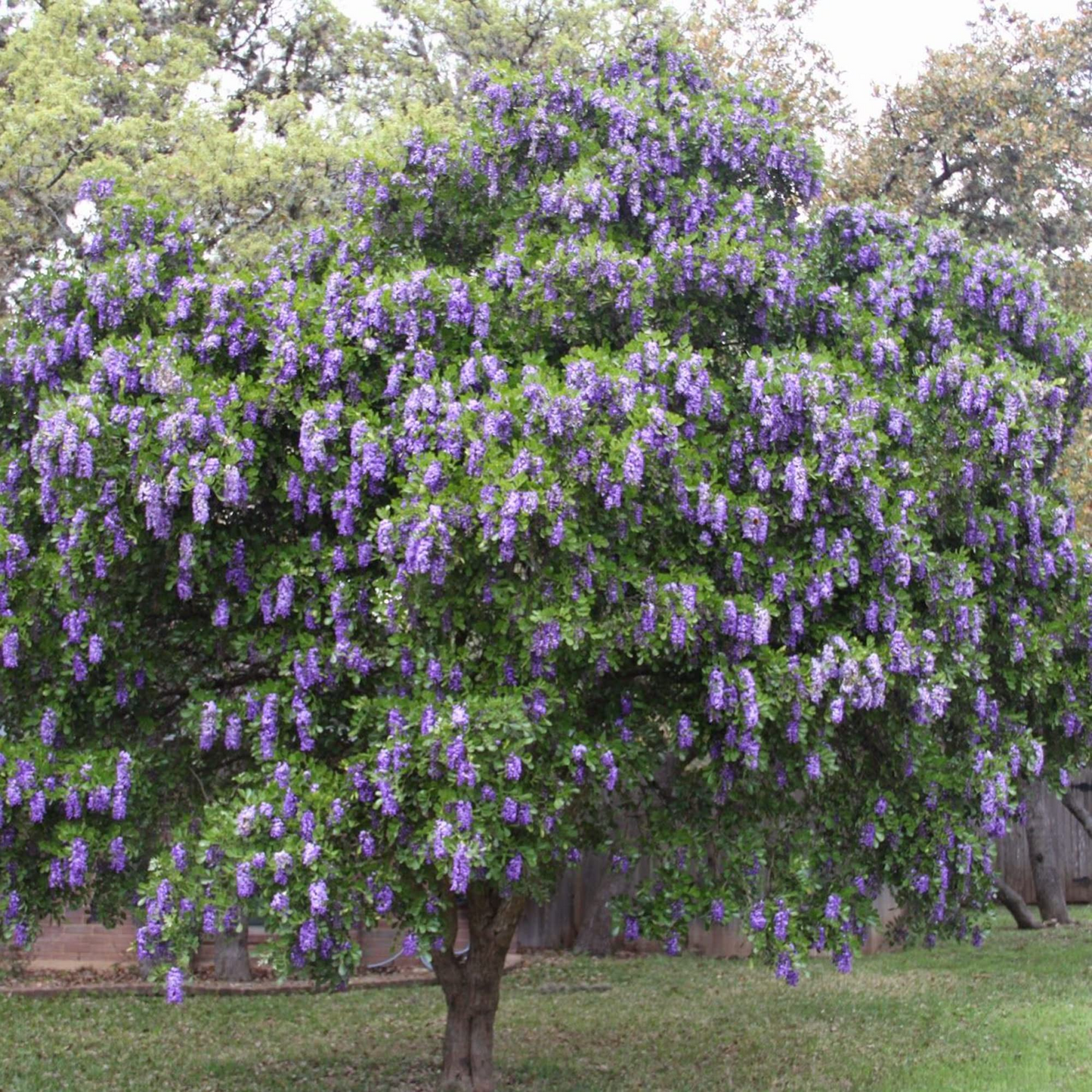 Texas Mountain Laurel Tree Seeds | Fragrant Purple Blooms | Drought Tolerant Sophora secundiflora Seeds