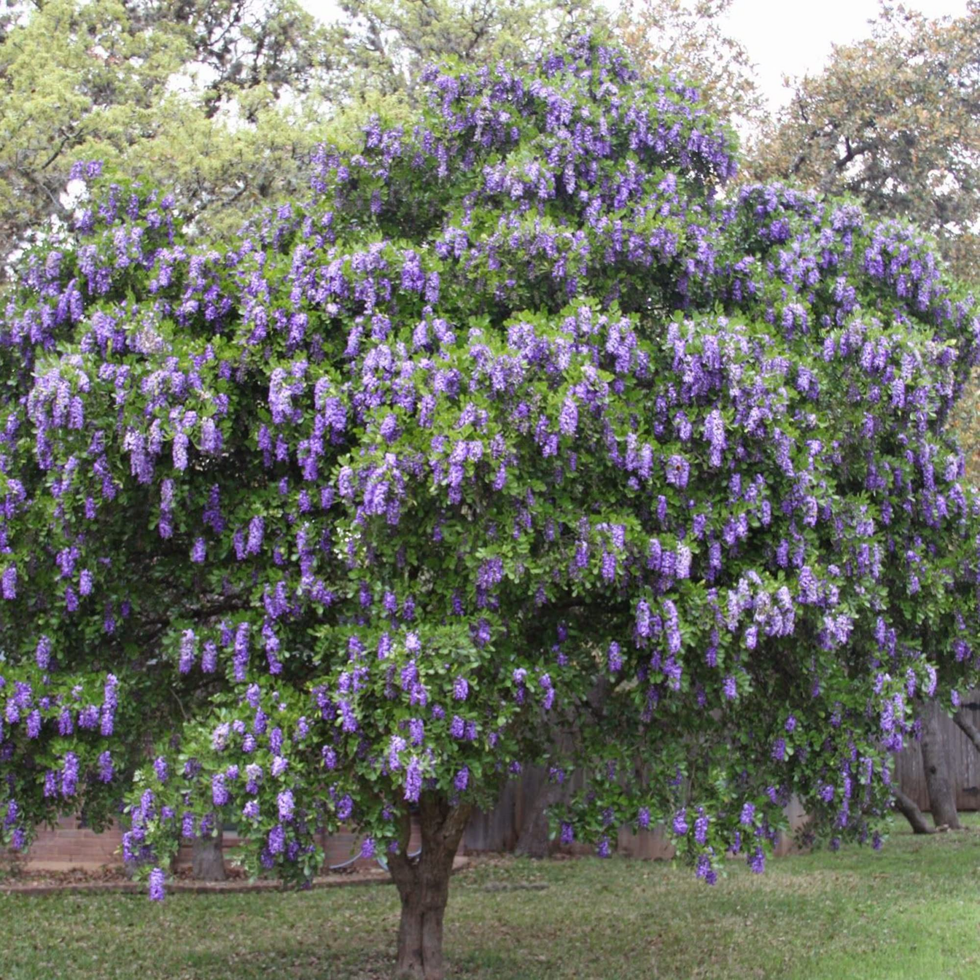 Texas Mountain Laurel Tree Seeds | Fragrant Purple Blooms | Drought Tolerant Sophora secundiflora Seeds