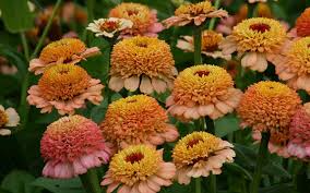 Zinderella Peach Zinnia Seeds – 100+ Seeds, Scabiosa-Style Peach Blooms for Cut Flowers, Borders & Pollinator Gardens – Zinnia elegans