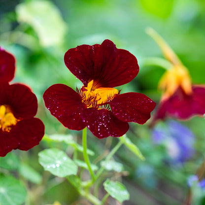 Black Velvet Nasturtium Seeds – Edible Dark Maroon Flowers, Trailing or Bushy Growth, Tropaeolum majus, Garden & Container Plant