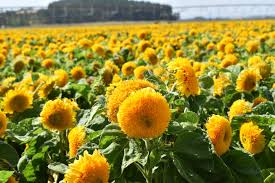 Teddy Bear Sunflower Seeds Dwarf Sungold Compact Fuzzy Blooms for Gardens & Pots - Helianthus annuus