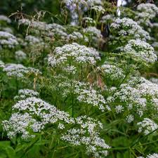 200 Anise Seeds Pimpinella Anisum Aromatic Herb for Culinary & Garden Use, Pollinator-Friendly, Full Sun
