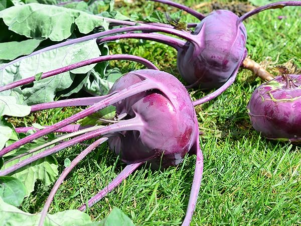Kohlrabi Purple Vienna Seeds | Heirloom Non-GMO Vegetable Seeds | Brassica oleracea | Nutritious & Easy to Grow