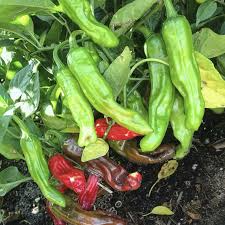 Shishito Pepper Seeds, 10 Pack, Mild Japanese Pepper, Gourmet Cooking, Bushy Annual Plant, Capsicum annuum