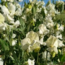 Jilly Sweet Pea Seeds – 50+ Creamy White Blooms for Trellises, Cottage Gardens & Wedding Florals