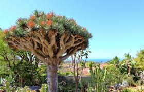 10 Draco Dragon Tree Seeds | Rare Ornamental Dracaena draco | Hardy Indoor & Outdoor Exotic Plant Seeds