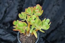 Unrooted Succulent Cuttings – Hobbit Friendship Tree, Crassula ovata, Lucky Plant, Money Tree, Prosperity Plant Starter