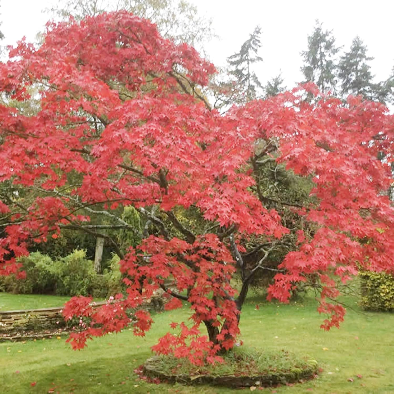Acer Mono Seeds - Japanese Maple for Bonsai, Garden & Landscaping - Rare Hardy Tree, Unique Foliage, 10 Seeds