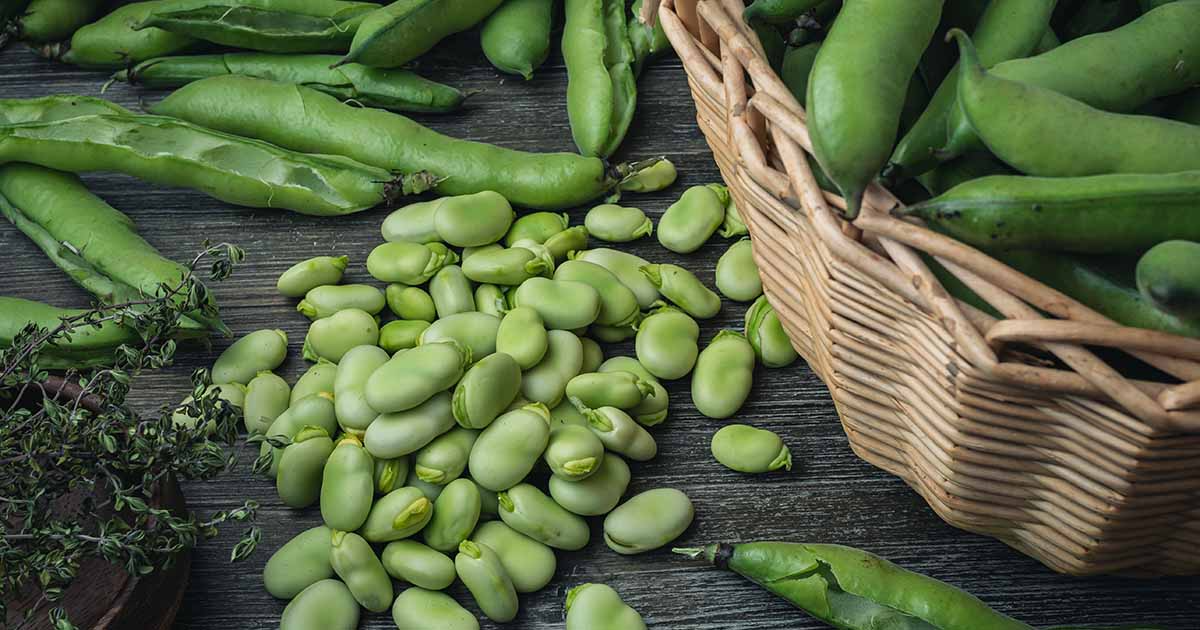 Fava Bean Seeds 5 Pack Vicia faba Heirloom Legume for Planting, Gardening & Culinary Use