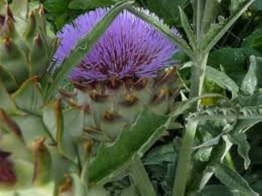 Bianco Avorio Cardoon Seeds - Cynara cardunculus, Edible Artichoke-Flavored Stems, Heirloom, USDA Zones 6-11, Non-GMO