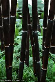 Black Bamboo Live Plant, Phyllostachys nigra, Multi-Cane, Ornamental Privacy Screen, Fast-Growing, Clumping Bamboo