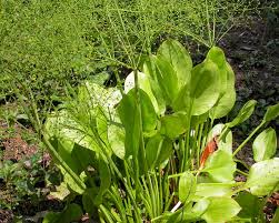 Mud Plantain Seeds 250mg | Alisma subcordatum | Aquatic Perennial Water Plant for Wetlands, Ponds, Rain Gardens, Pollinator Friendly, Non-GMO