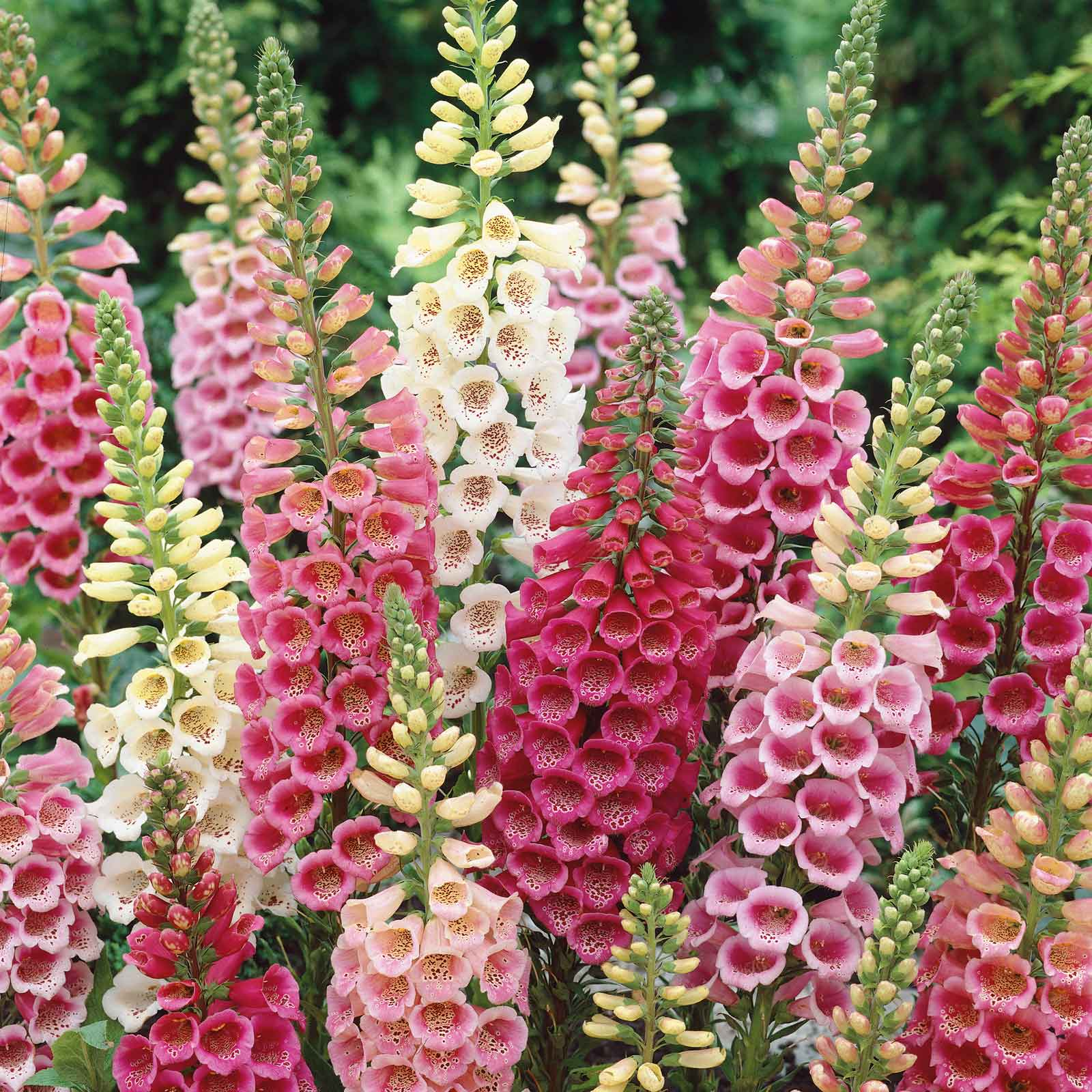 Excelsior Mix Foxglove Seeds | Digitalis purpurea | Tubular Blooms for Pollinators & Cut Flowers | Zones 3-9 | Non-GMO