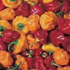Red Scotch Bonnet Pepper Seeds – Capsicum chinense, Spicy Caribbean Chili, Fruity Flavor, Compact Plant, 20 Seeds