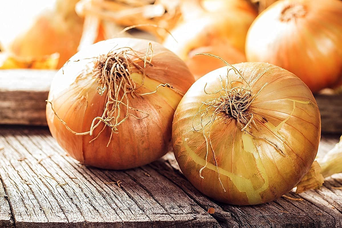 Sweet Spanish Colorado #6 Onion Seeds - 250mg, Heirloom Long-Day Variety for Large Mild Bulbs, High Yield, Slicing & Cooking