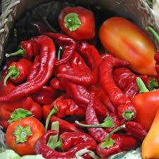 Jimmy Nardello Pepper Seeds – Heirloom Non-GMO, Sweet Italian Frying Pepper, Capsicum annuum