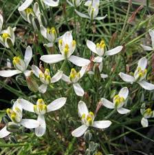Albuca Humilis Live Plant Bulbs – 5 Pack, Unique Green-White Succulent, Drought-Tolerant, Easy-Care Rhizome, Moon Garden Gift