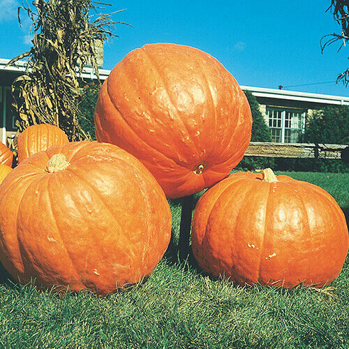 Big Max Pumpkin Seeds – Giant Cucurbita maxima for Carving, Baking, Fall Displays, 10 Seeds