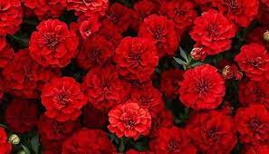 French Fireball Marigold Seeds – 25+ Vibrant Red & Gold Blooms for Pollinator Gardens & Borders