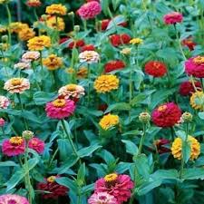 Zinnia Dwarf Button Box Seeds - Non-GMO Heirloom Color Mix for Containers & Gardens - Zinnia elegans