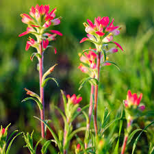 Indian Paintbrush Seeds, Wildflower Native Perennial, Bright Red-Orange Blooms, Attracts Pollinators, Castilleja coccinea
