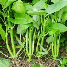 Water Spinach Seeds 120pcs, Asian Green, Ipomoea aquatica, Non-GMO Heirloom, Fast-Growing, Edible Leaf and Stem Seeds