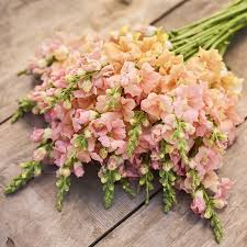Chantilly Light Salmon Snapdragon Seeds | 1000+ Antirrhinum majus Tall Peachy-Salmon Blooms for Garden & Cut Flowers