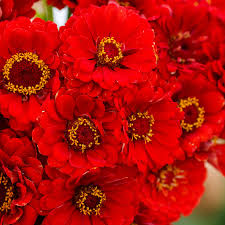 Zinnia Seeds Cherry Queen Red Scarlet Blooms Non-GMO Cut Flowers Hummingbird Attractant Zinnia elegans