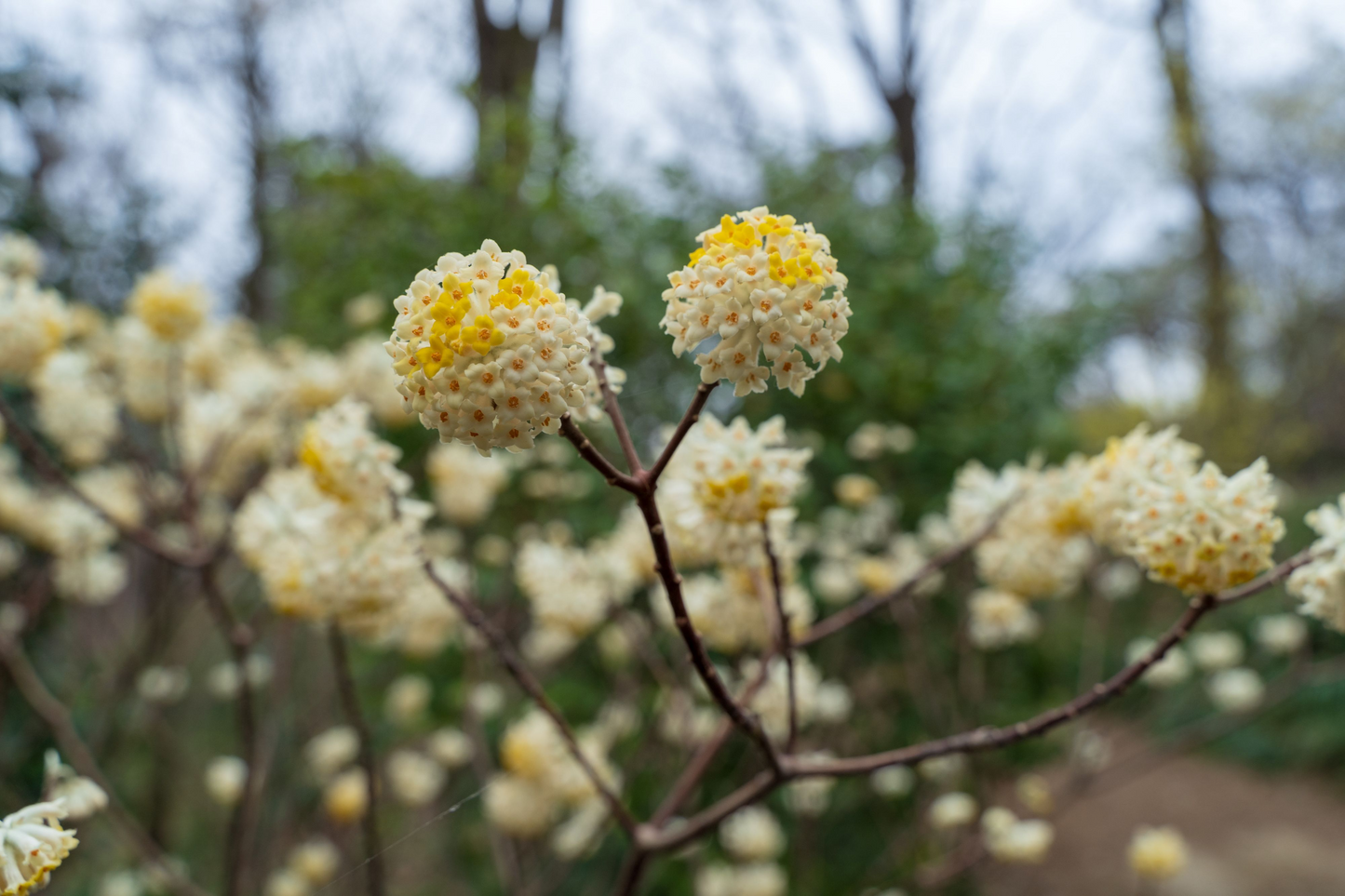 Edgeworthia Winter Gold Live Starter Plant – Fragrant Yellow Blooms, Shade Garden Shrub, Zones 7-9