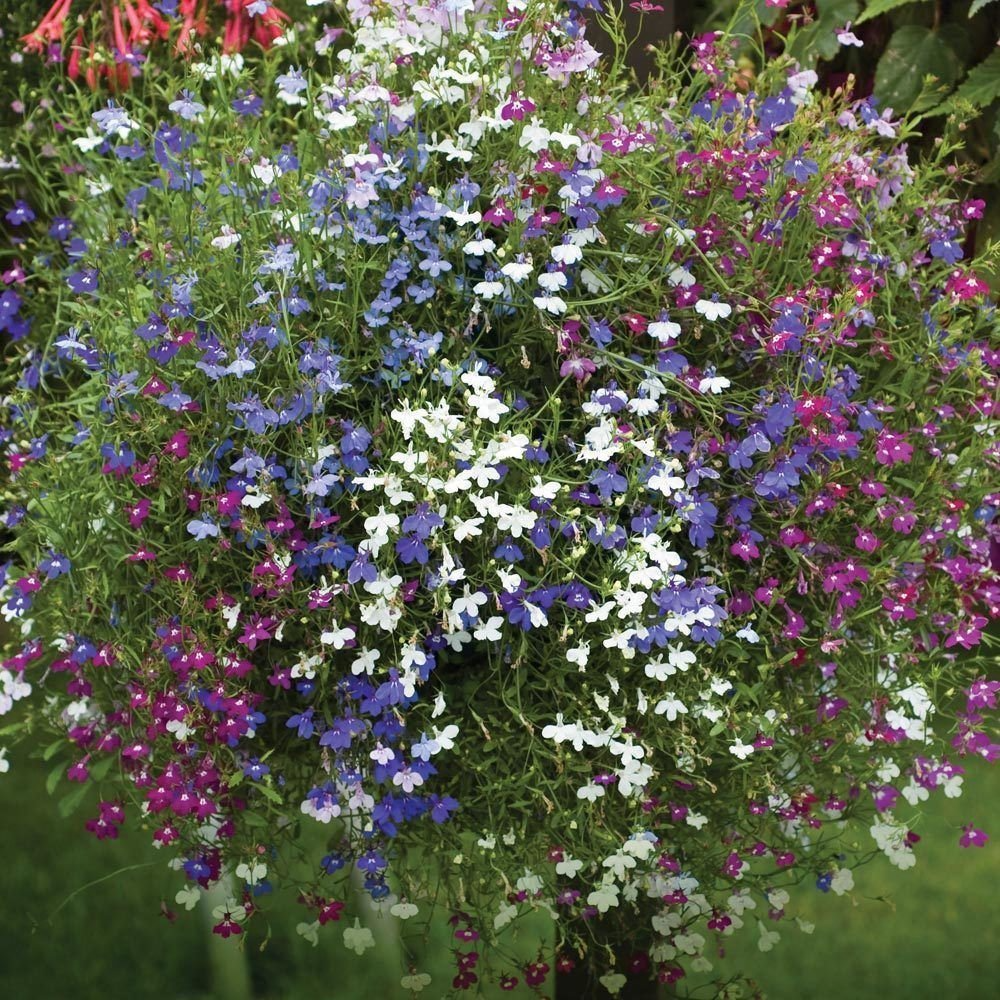 Cascade Lobelia Seed Mix 100 Pack, Colorful Trailing Perennial Flowers, Lobelia erinus, Hanging Baskets, Garden, Summer Blooms