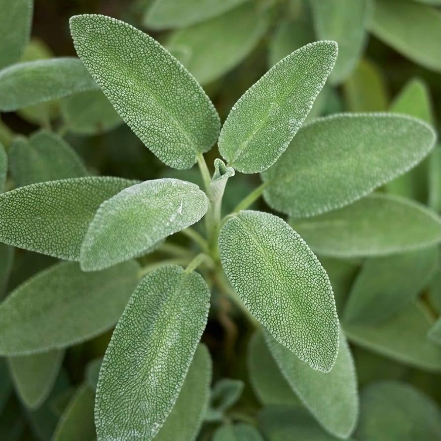 30 Sage Broadleaf Seeds for Planting - Salvia officinalis Culinary Herb, Easy to Grow, Kitchen & Garden Use