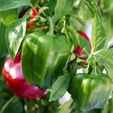 30 Seeds California Wonder 300 Sweet Bell Pepper Heirloom Capsicum annuum for Gardening & Fresh Harvest
