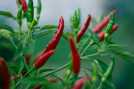 Bird’s Eye Pepper Seeds – Heirloom, Extra Spicy, Non-GMO, High Yield, Compact Chili Plant, Capsicum annuum / Capsicum frutescens
