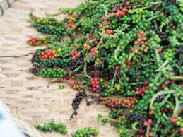 Black Pepper Seeds Piper nigrum Vine for Indoor Garden, Spice Plant, Fresh Peppercorns, Cooking & Aromatic Herb