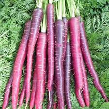 Cosmic Purple Carrot Seeds – Non-GMO, Open Pollinated, Vibrant Purple Roots, Great for Microgreens | Daucus carota